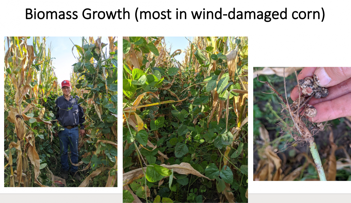 Results From Interseeding Cover Crops Into Corn Or Soybean Cropwatch University Of Nebraska
