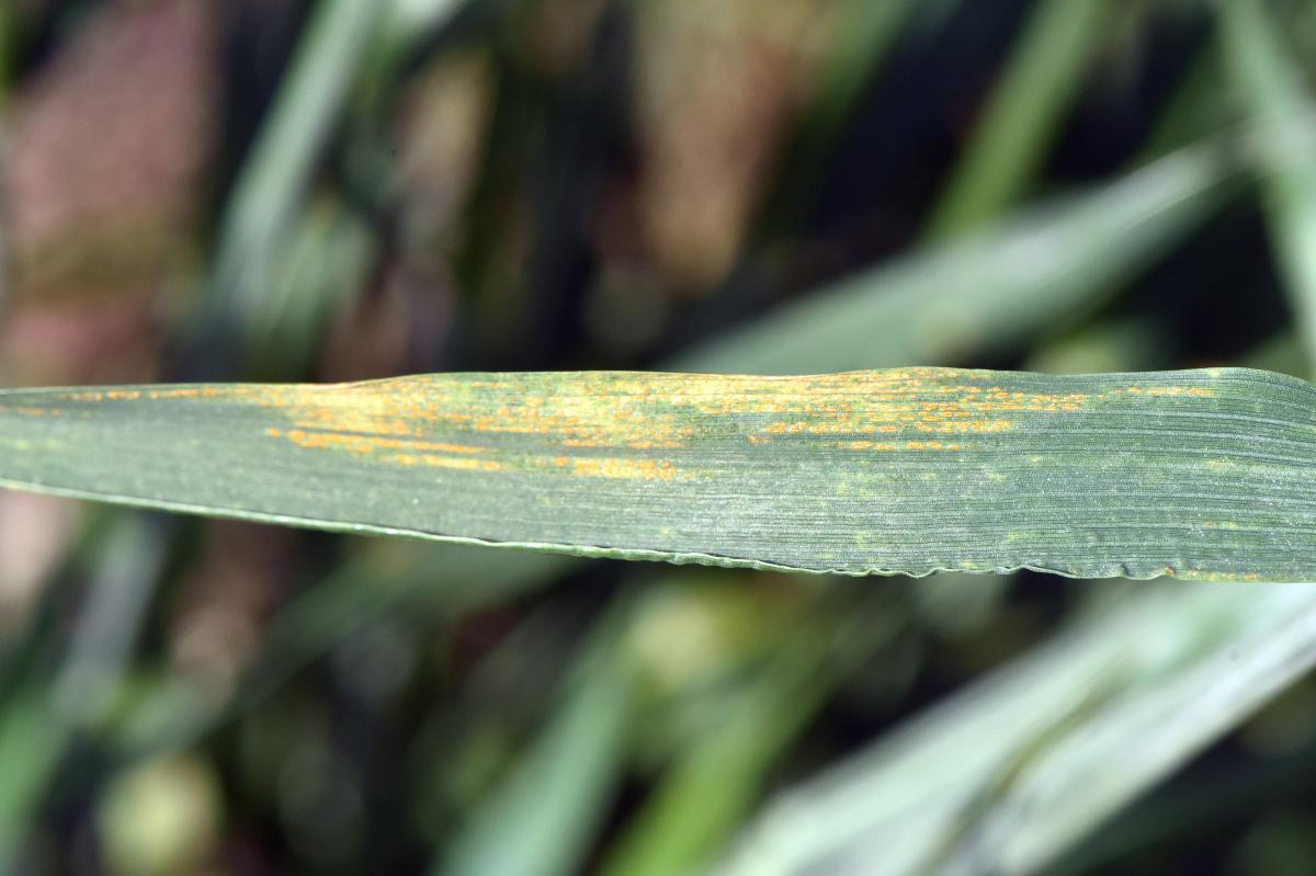 Stripe rust in wheat plots