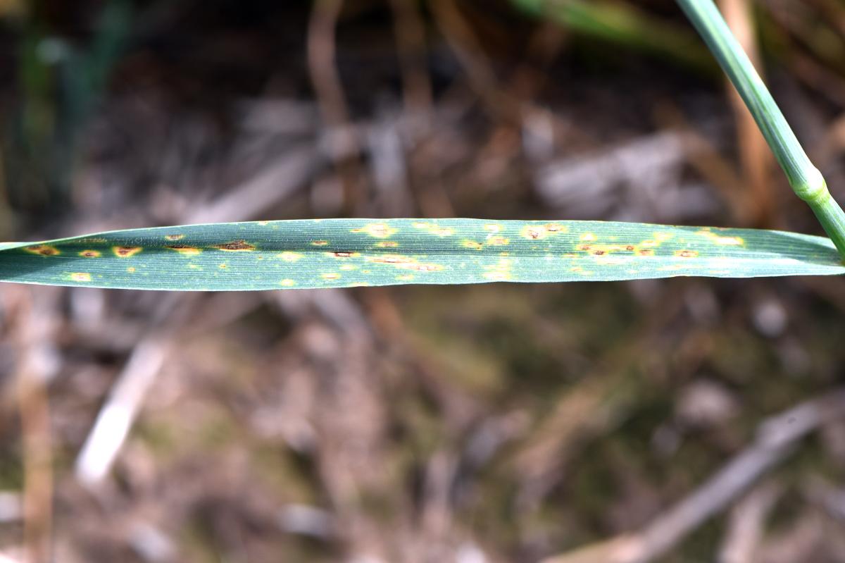 Fungal leaf spot disease