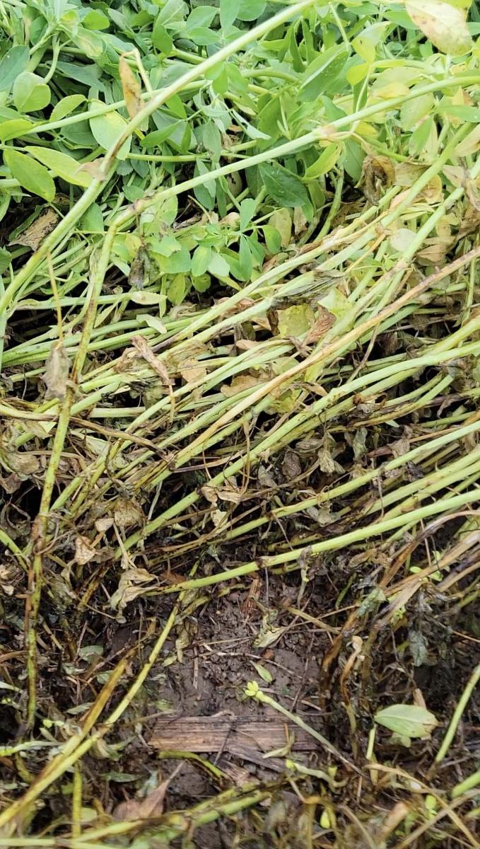 Alfalfa regrowth