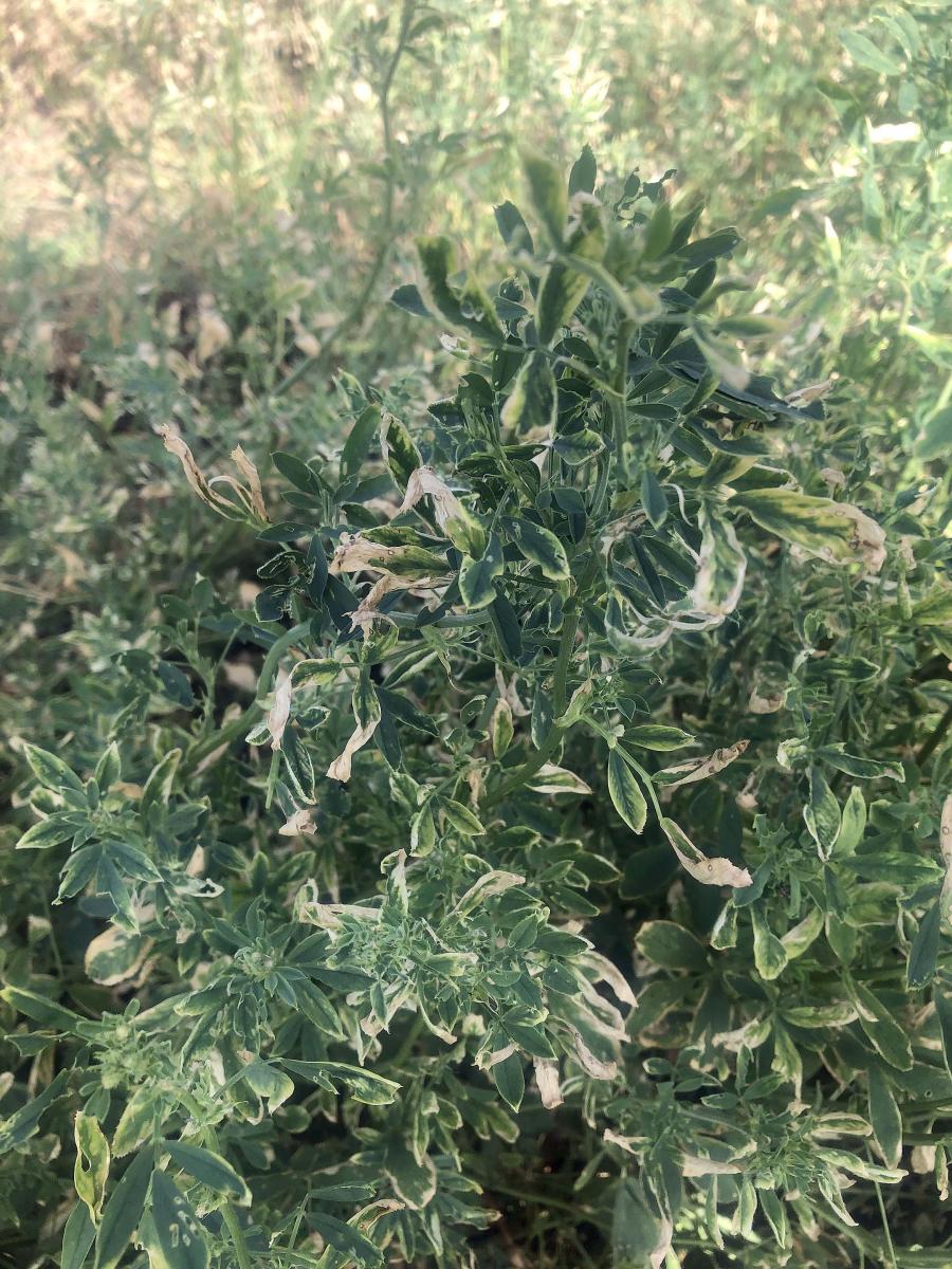 Weevil damage in alfalfa