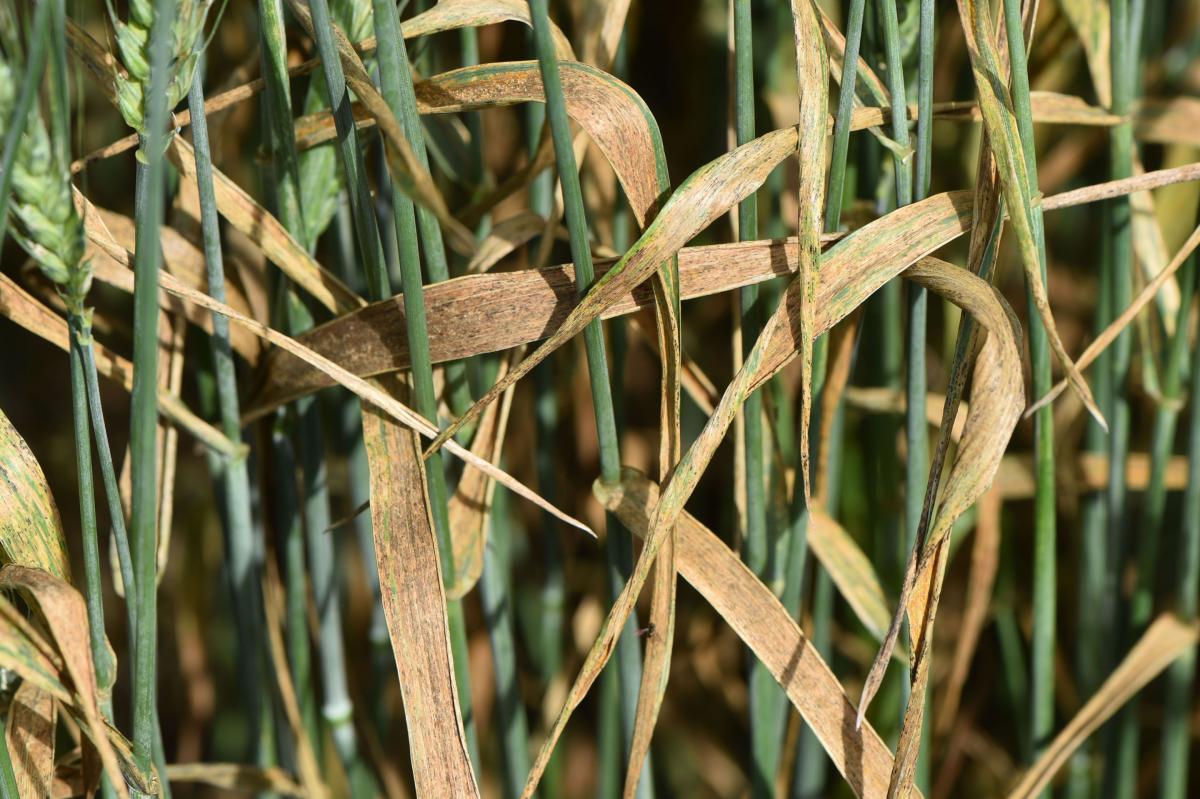 Wheat field day