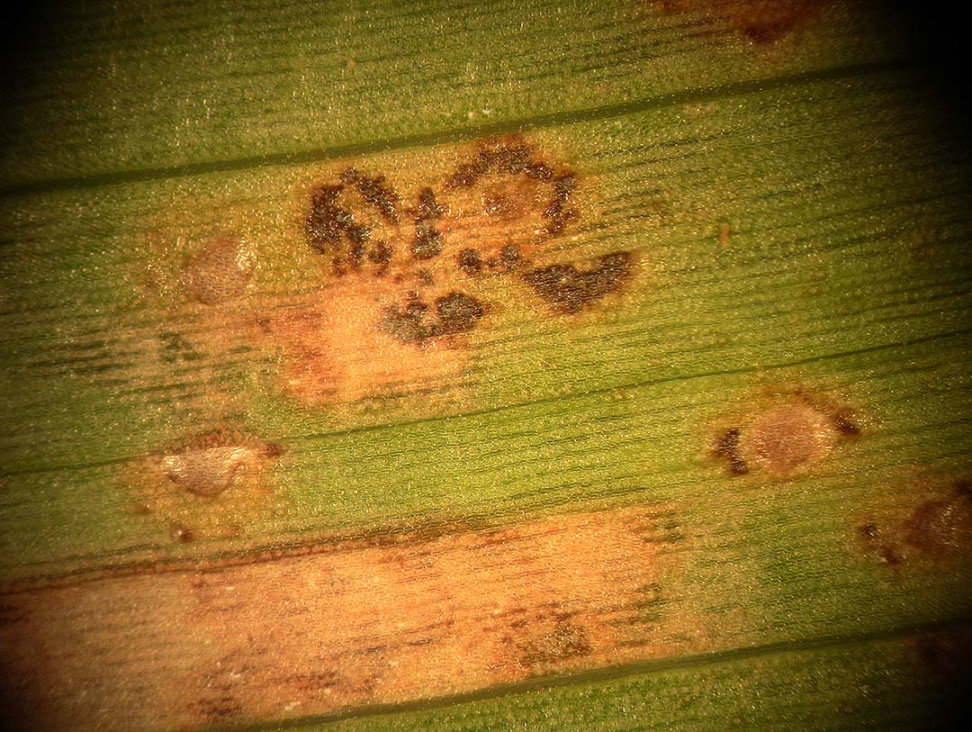 Rust fungi on corn leaf