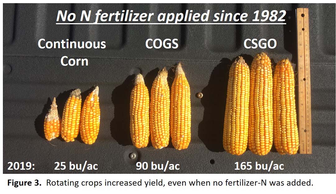 Rotated corn size comparison