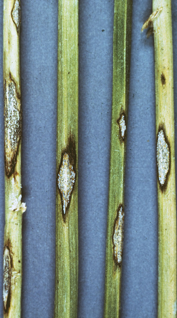 Anthracnose lesions on alfalfa