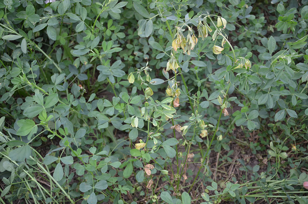 Alfalfa with girdled stems