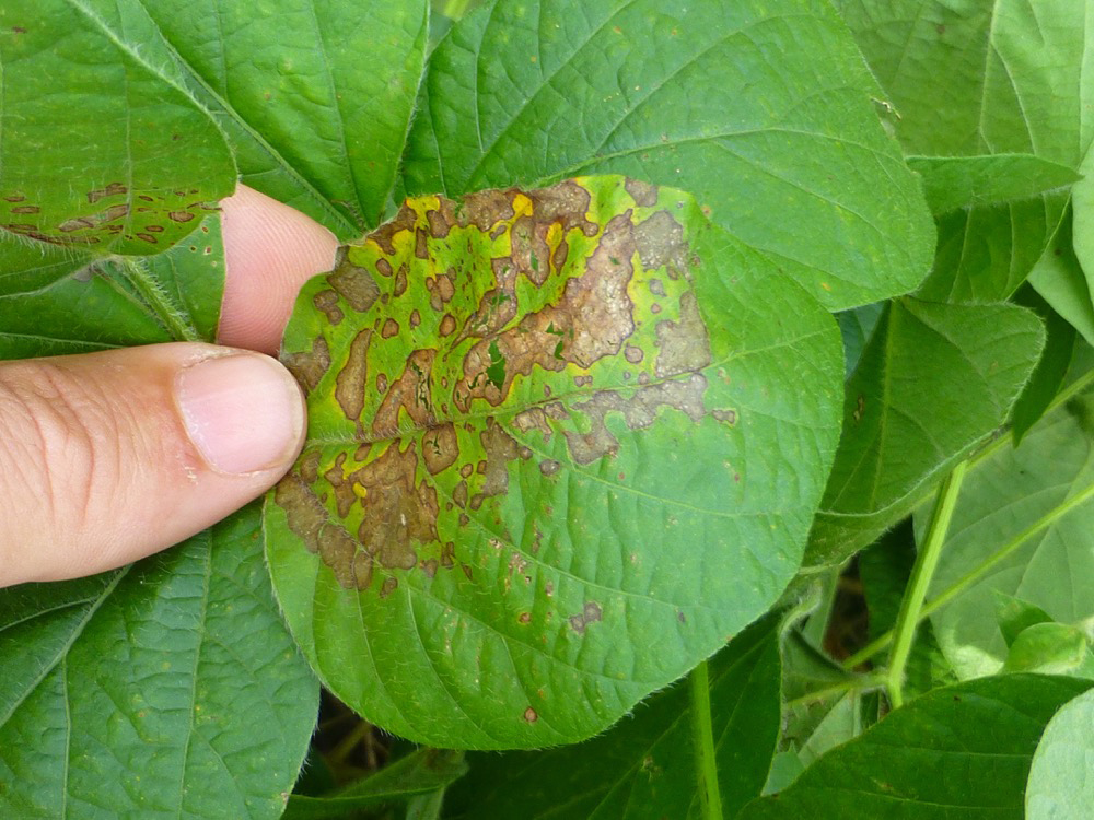 Phyllosticta leaf spot lesions