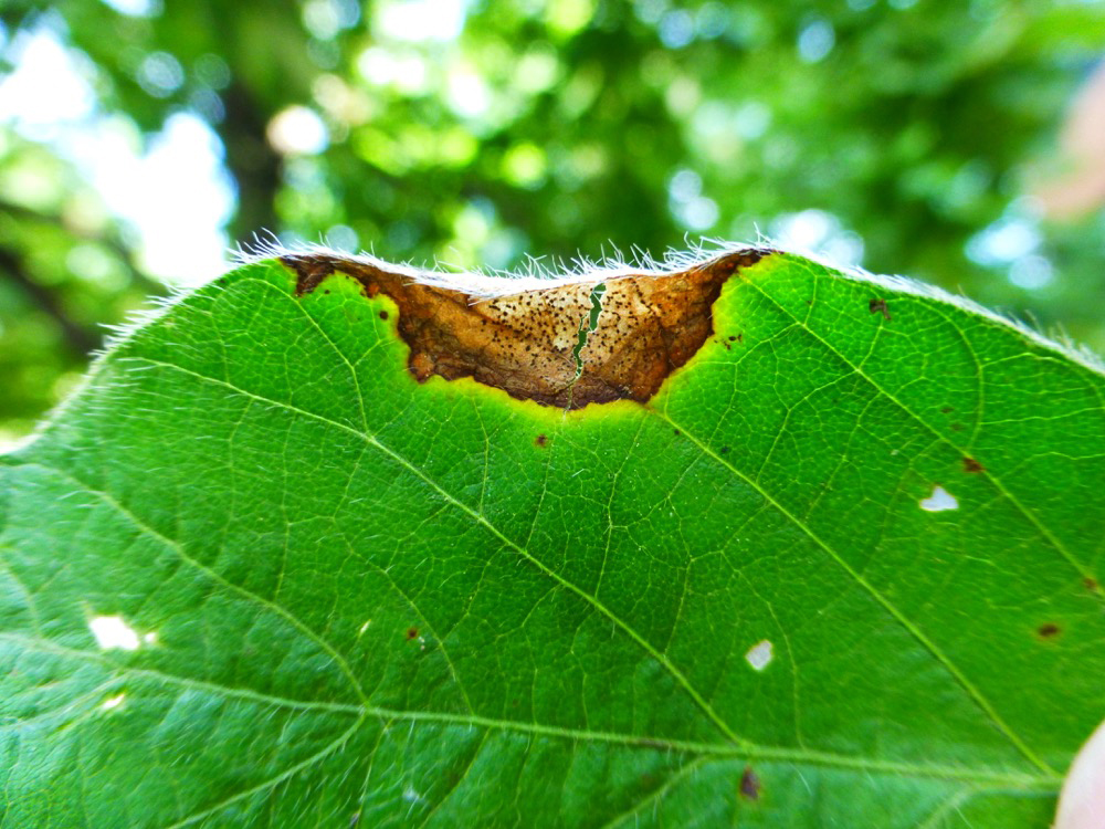 Phyllosticta leaf spot lesions