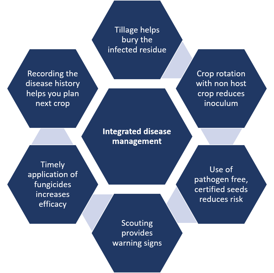 Integrated disease management plan graph