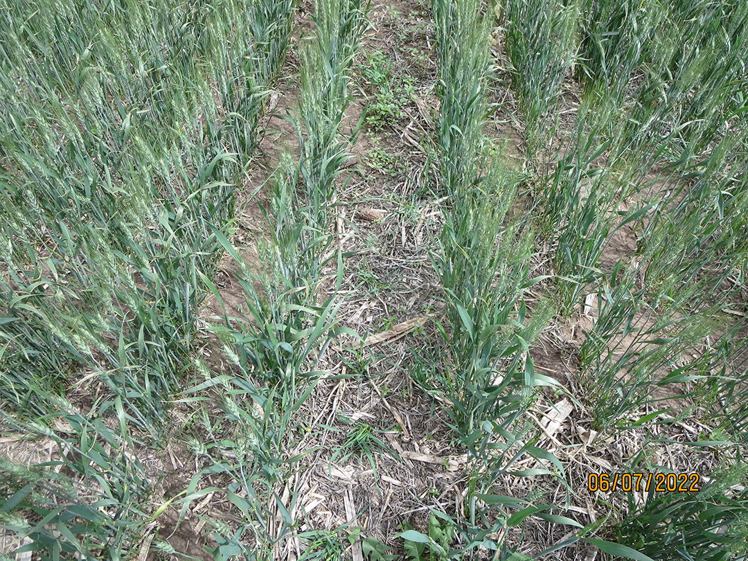 increase-yield-wheat-stubble