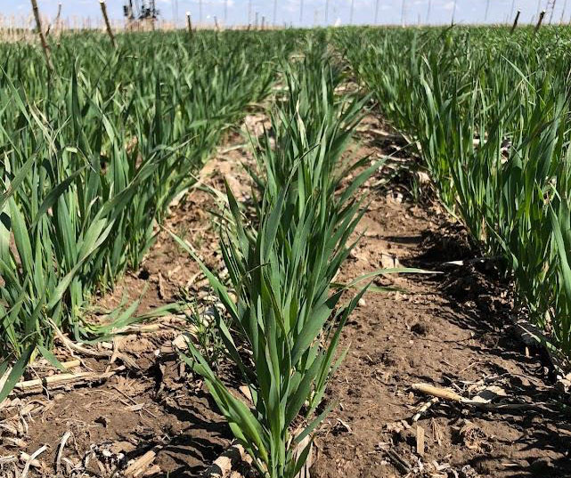 Jerry oat cover crop