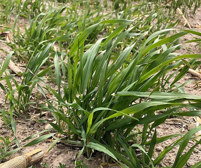 Robust barley cover crop