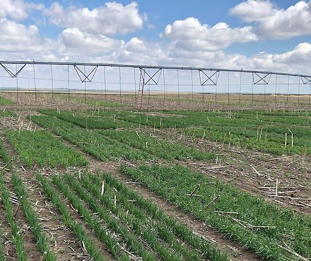 Sidney cover crop field