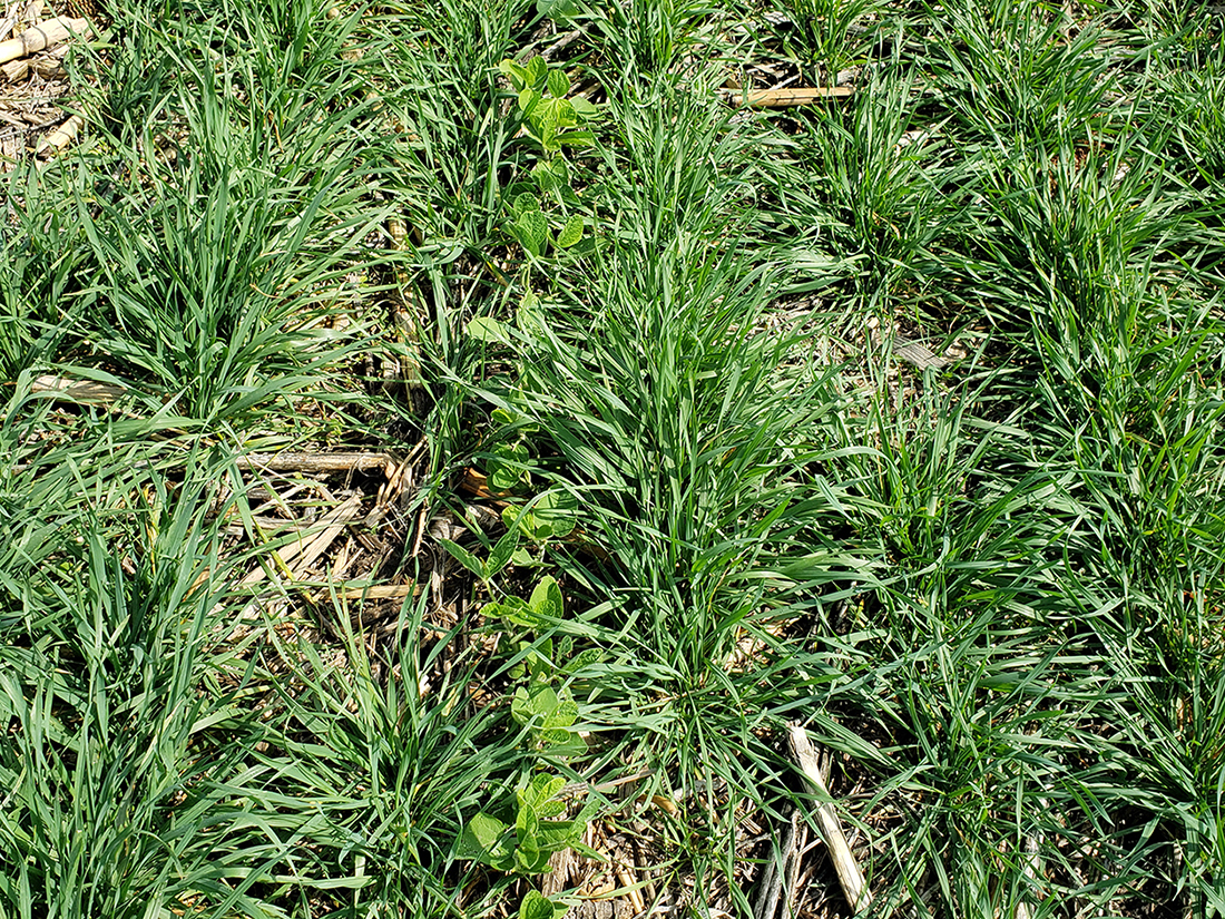 Herbicide Considerations When Interseeding Cover Crops Cropwatch University Of Nebraskalincoln