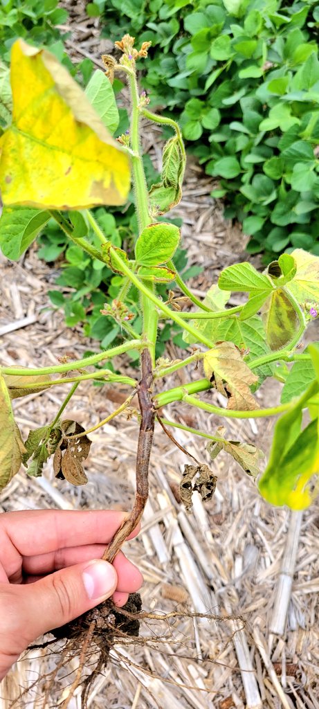“Brown stem symptom associate with Phytophthora root and stem rot infected plant