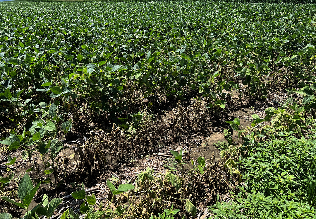 Soybean gall midge damaged field