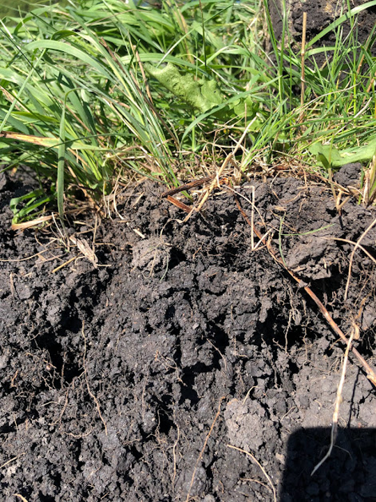 Dark soil underneath grass