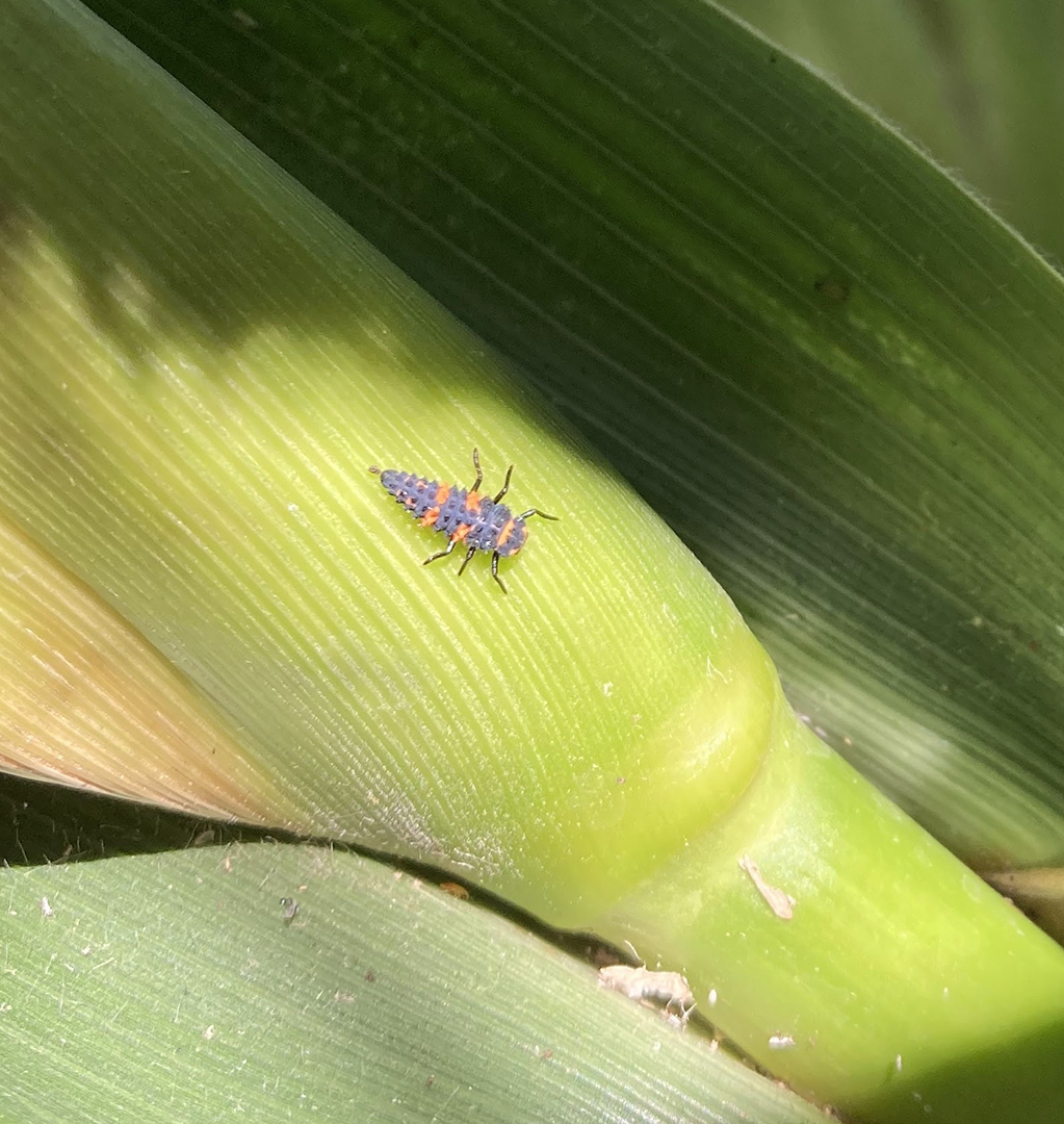 Insect on leaf