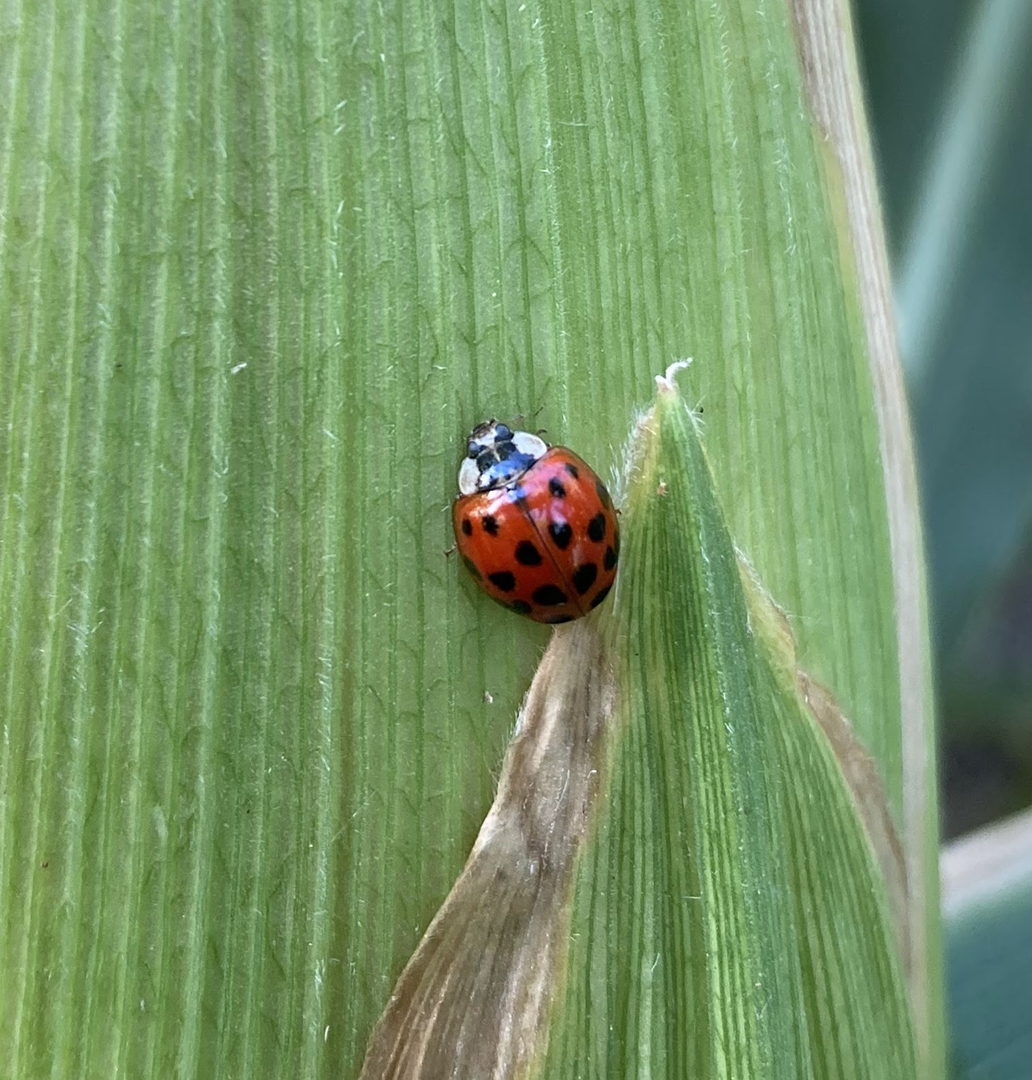 Insect on leaf