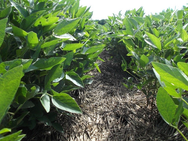 Photo of soybean crop where cover crop provided adequate weed control between rows