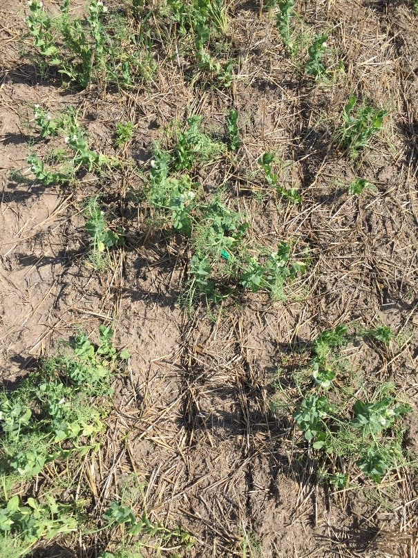 Photos of low and high seeding rates of field peas