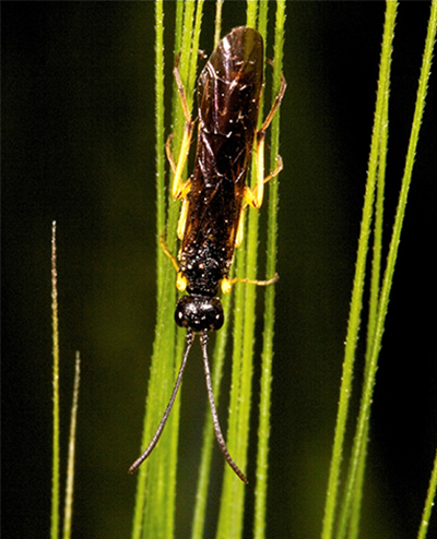 Wheat stem sawfly