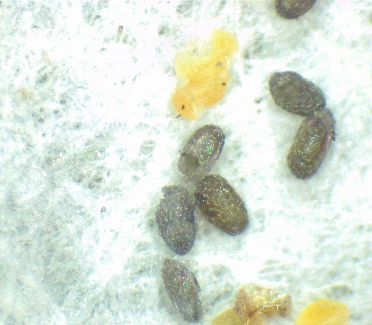 Ephestia eggs from which Trichogramma have emerged after soaking in an herbicide
