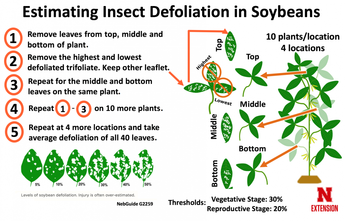 Estimating insect defoliation in soybeans. 1: remove leaves from top, middle and bottom of plant. 2: remove the highest and lowest defoliated trifoliate. Keep other leaflet. Repeat for the middle and bottom leaves on the same plant. 4: Repeat 1 - 3 on 10 more plants. 5: Repeat at 4 more locations and take average defoliation of all 40 leaves.