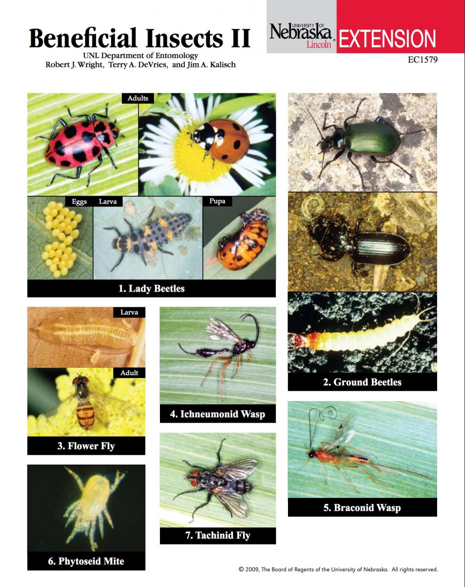 I. Introduction to Beneficial Insects for Pest Management