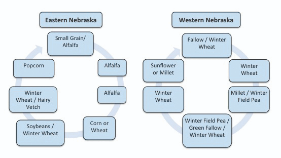 Organic crop rotations for eastern Nebraska