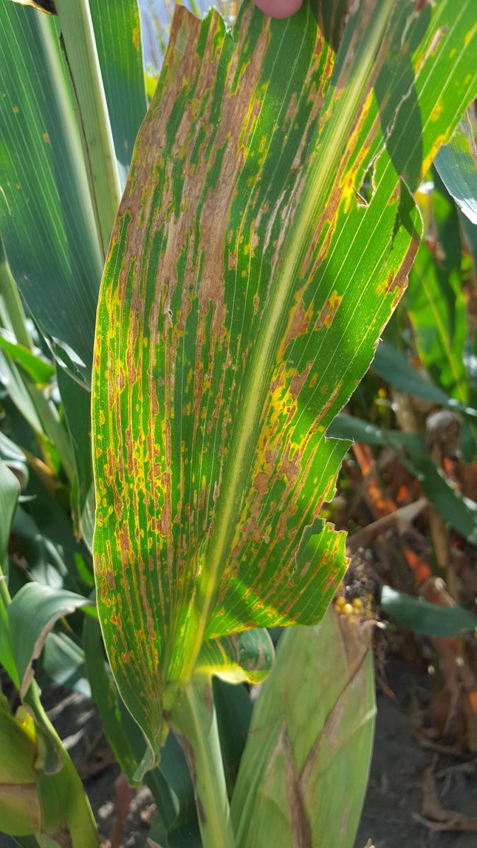 Severe lesions of bacterial leaf stripe in corn