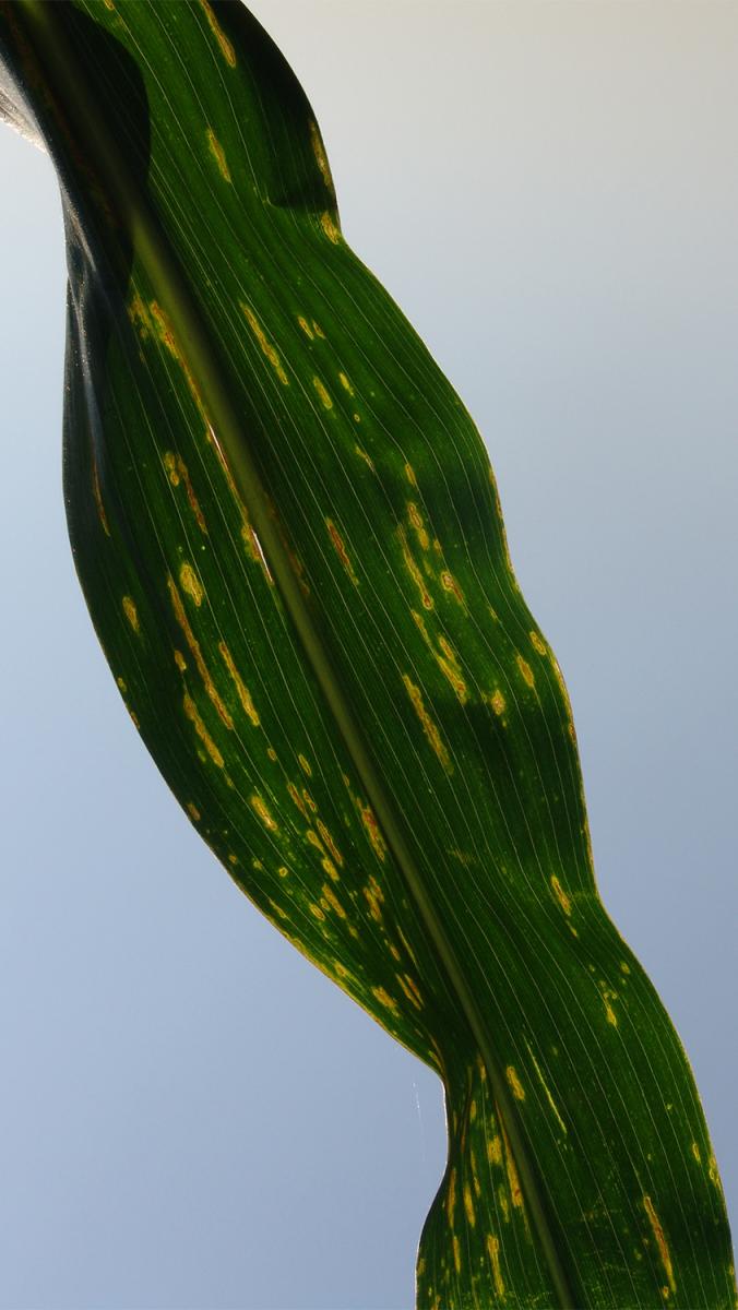 Bacterial leaf streak in corn