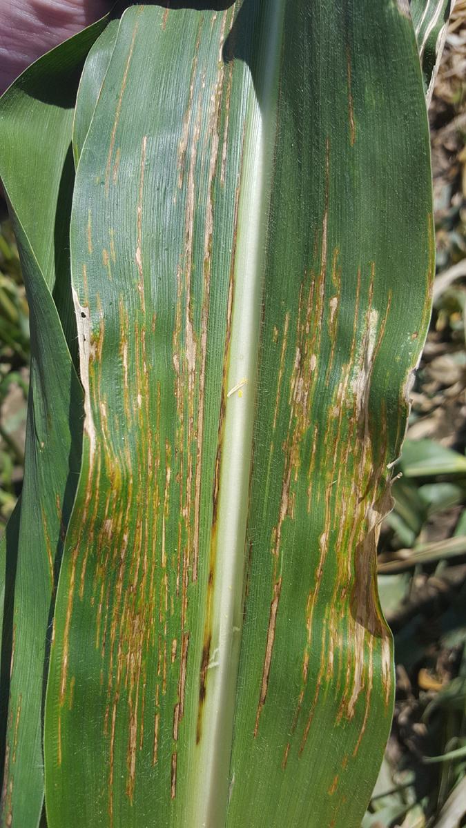Mature bacterial leaf streak in corn