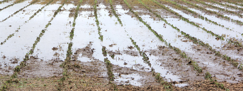 Crops in a flooded field