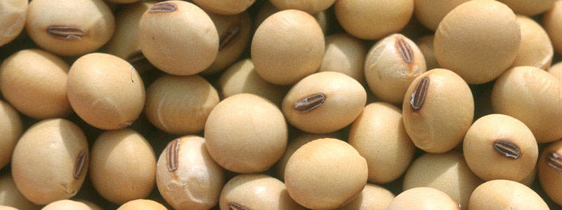 Close up of soybeans