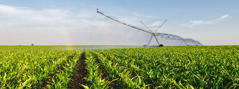 Corn field being irrigated
