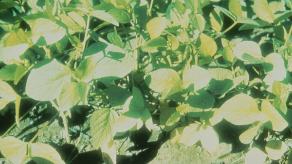 N deficiency in soybean