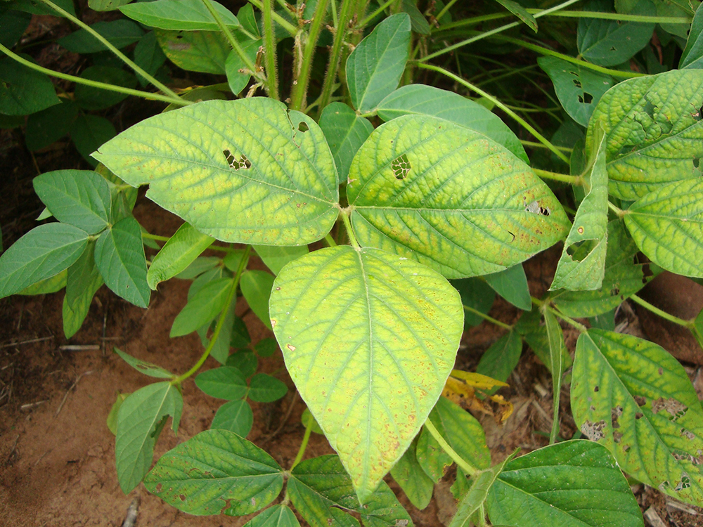 Soybean with magnesium deficiency