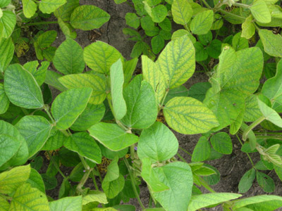 Manganese deficiency in soybean