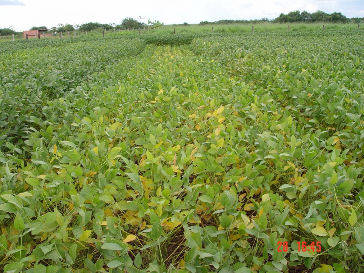 Soybean with sulfure defiency