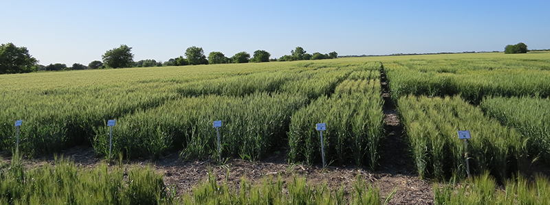 Wheat variety test plots