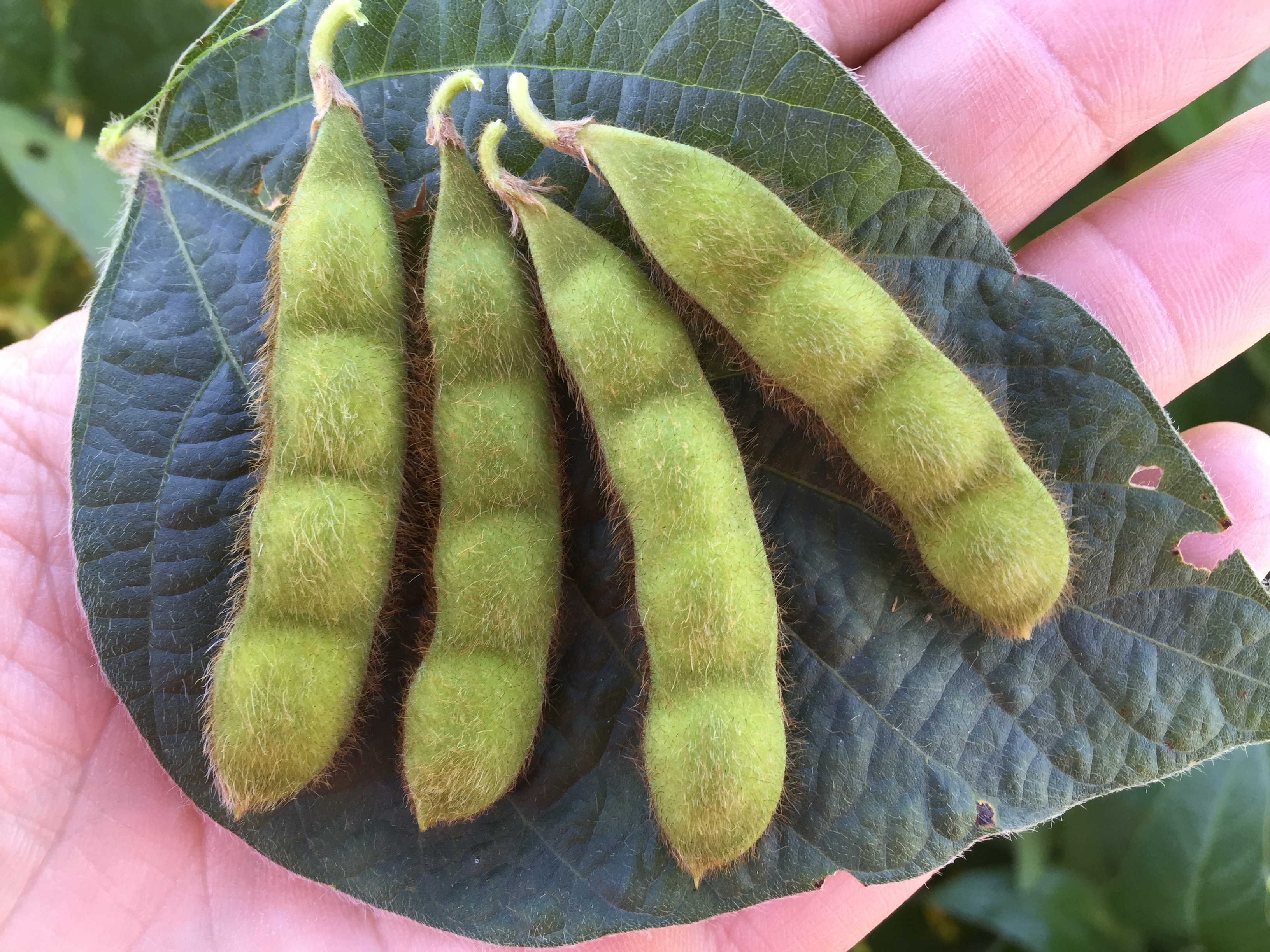 4 soybean seeds in a single pod