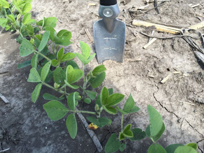 June 1 soybeans in east central Nebraska