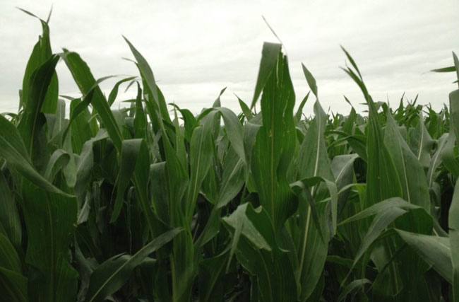 6-ft corn near Snyder