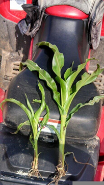 7-leaf corn comparison