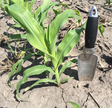 5-7 leaf corn in east central Nebraska