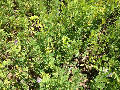 Field of alfalfa damaged by potato leafhopper
