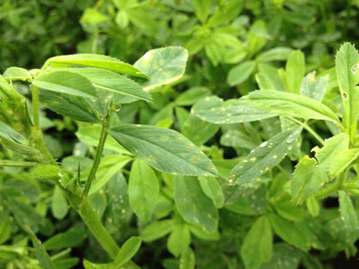 Alfalfa leaf spot