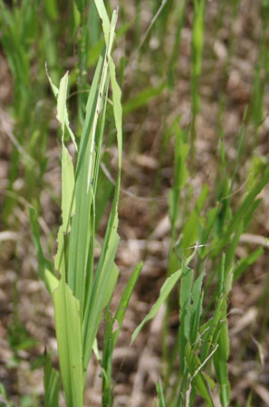 Armyworm damage to brome
