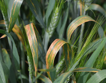  Bacterial leaf stripe in wheat